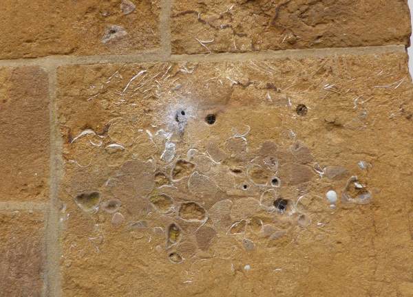Brachiopod nest in Upton House wall