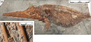 Life & Death in the Jurassic Sea of Dorset by Malcolm Hart for WGCG, Figure3