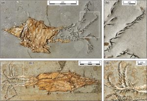 Life & Death in the Jurassic Sea of Dorset by Malcolm Hart for WGCG, Figure3